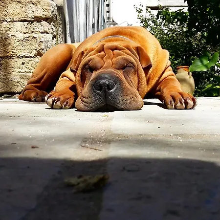 Giardino Nascosto Bed & Breakfast Taviano (Lecce)